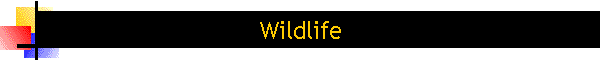 Wildlife