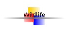 Wildlife